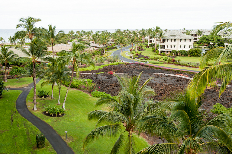 Hawaii Vine and the Olive