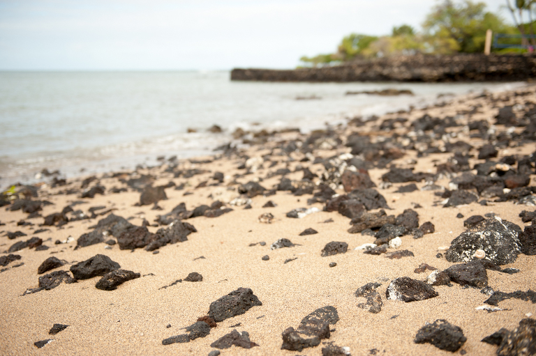 Hawaiian Beach Lava Vine and the Olive