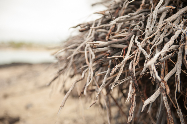 Hawaiian Roots Vine and the Olive