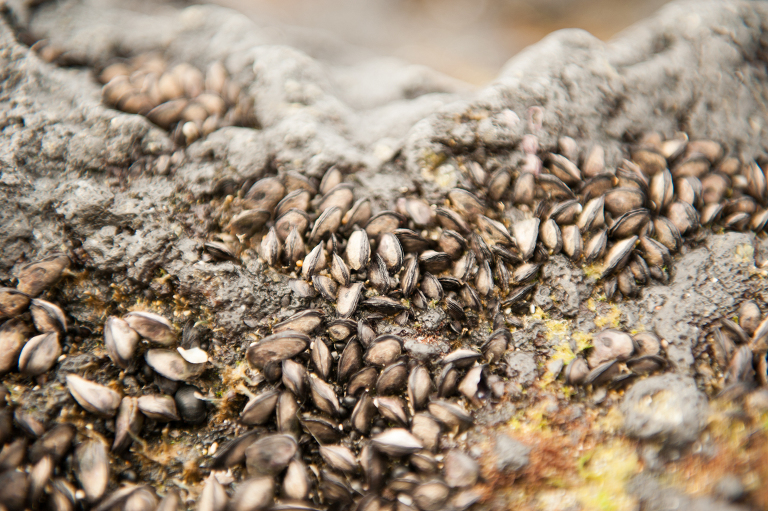 Hawaiian Life Vine and the Olive