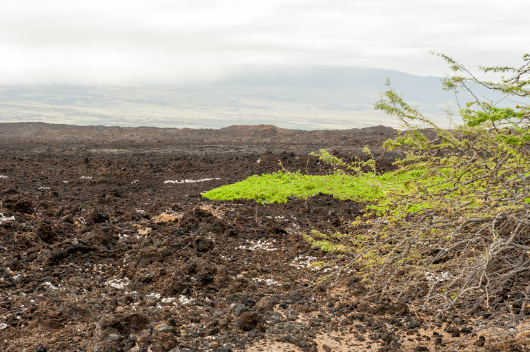 Hawaiian contrast Vine and the Olive