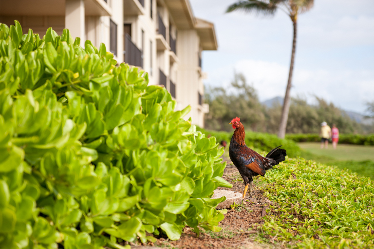 Rooster Kauai Vine and the Olive