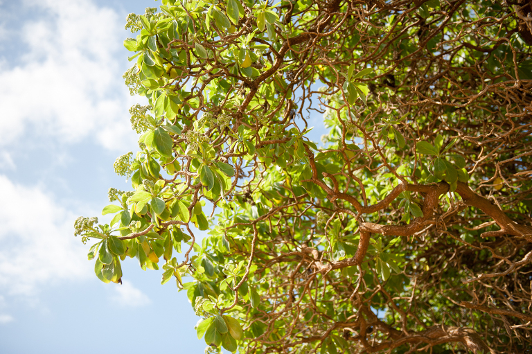 Old trees of Kauai Vine and the Olive