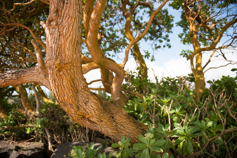 Beautiful trees of Kauai