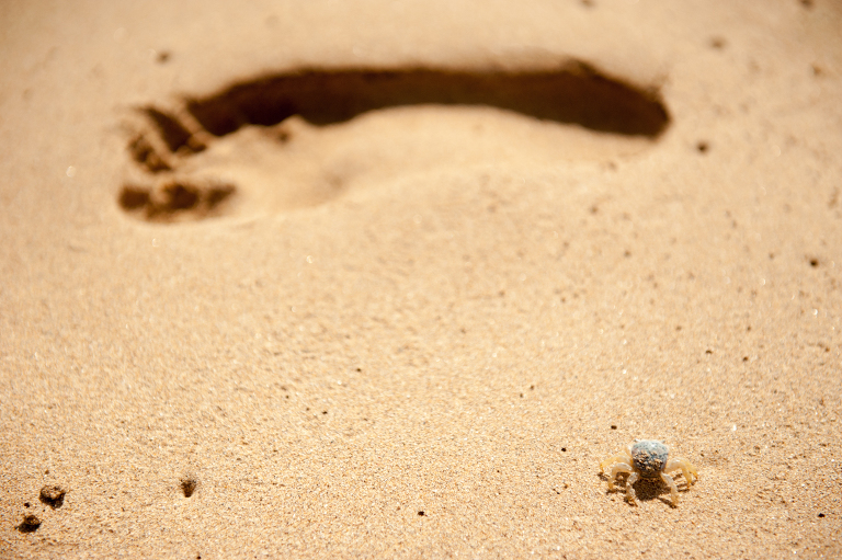 Footprint in Kauai Vine and the Olive