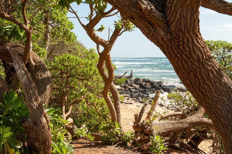 Lush Beaches of Kauai Vine and the Olive