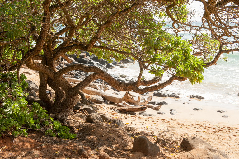 Beach Vegetation in Kauai Vine and the Olive