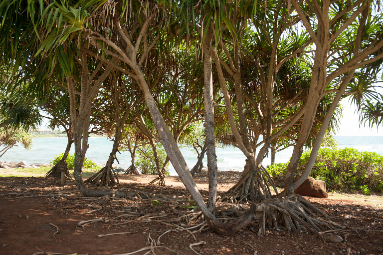 Place of Refuge Kauai Vine and the Olive