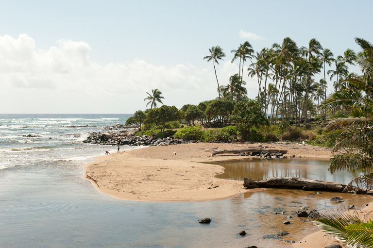 Sandbar Kauai Vine and the Olive