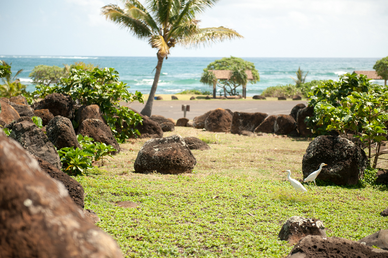 Birds in Kauai Vine and the Olive