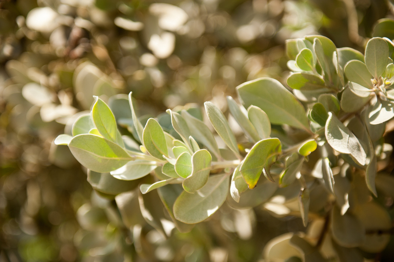 Vegetation in Kauai Vine and the Olive