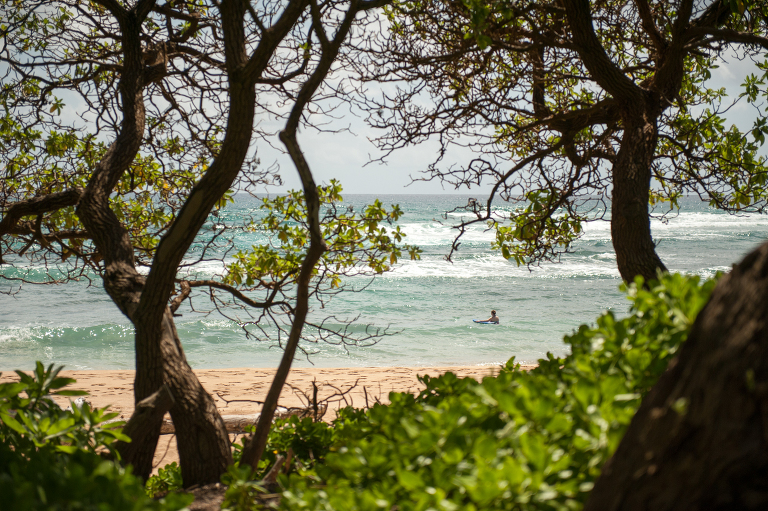 Swimming Kauai Vine and the Olive