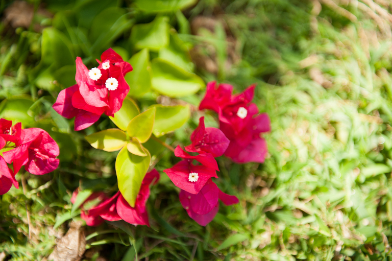 Flowers of Kauai Vine and the Olive