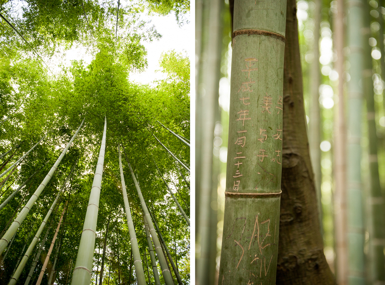 japan bamboo forest
