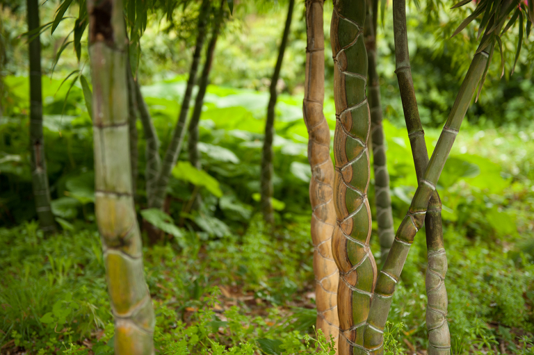 imperial palace tokyo bamboo
