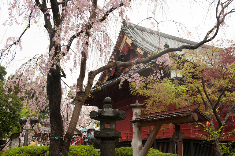cherry blossom festival