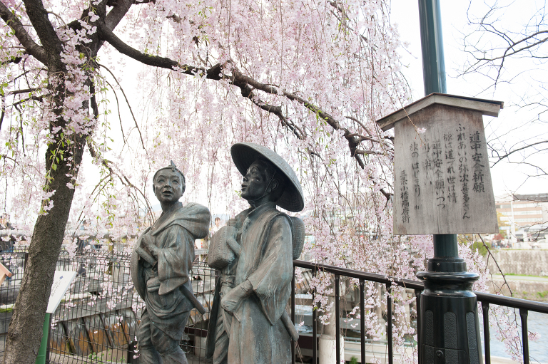 kyoto cherry blossoms