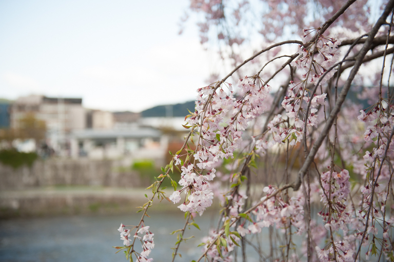 kyoto cherry blossoms