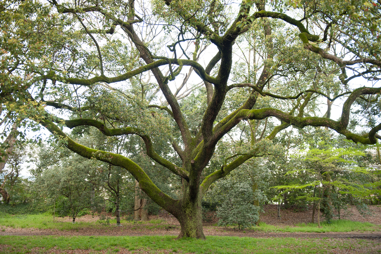 kyoto imperial palace