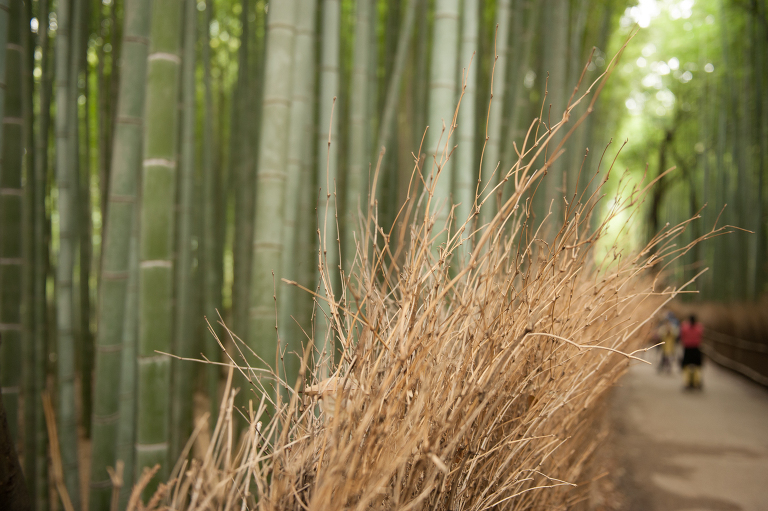 bike bamboo forest