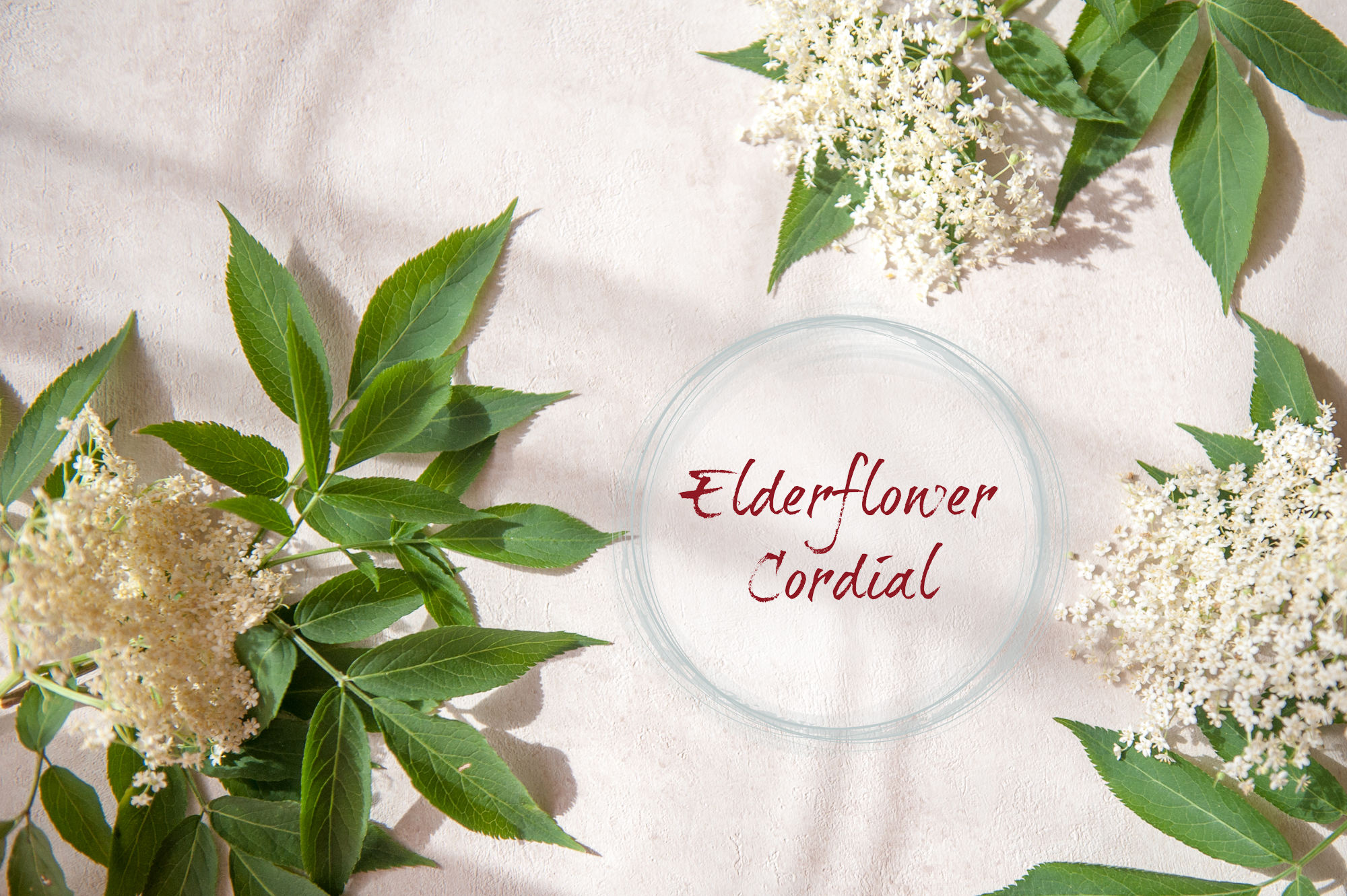 Elderflower cordial — The Edible Flower