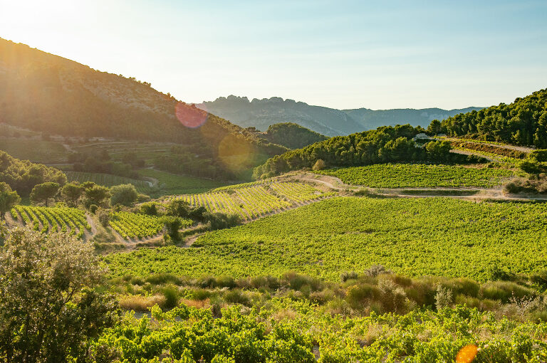french wine travel photographer