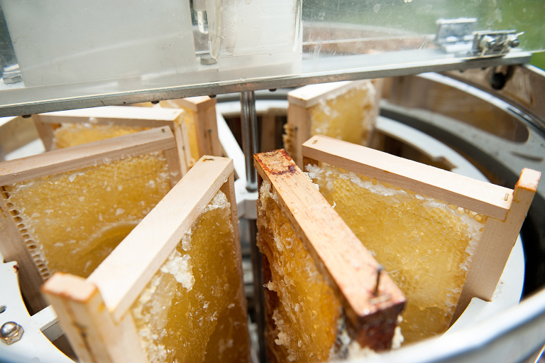 french honey harvest