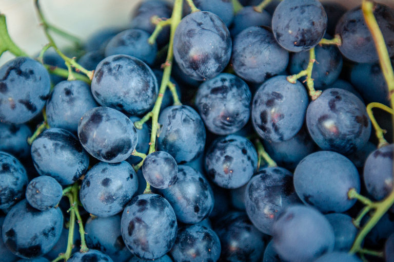 Photographe de vignoble