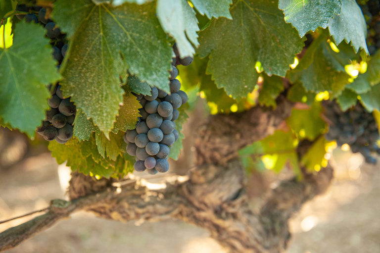 commercial wine photography