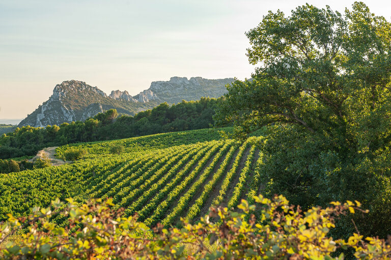 Commercial Winery Photographer