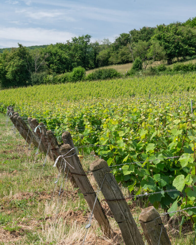 The vineyards of Berzé-le-Chatel