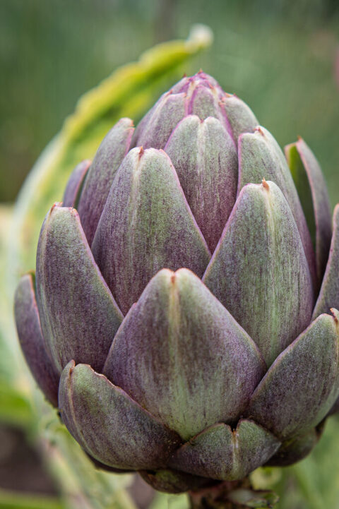 home grown artichokes in our garden