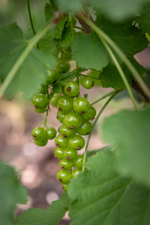 green currants growing in the garden