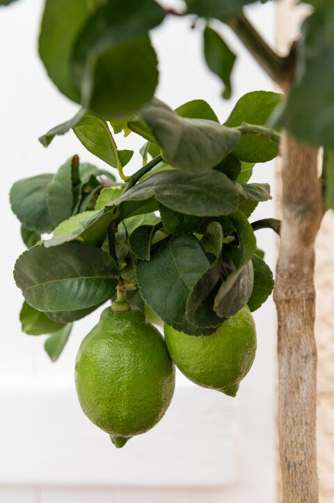growing lemons at home