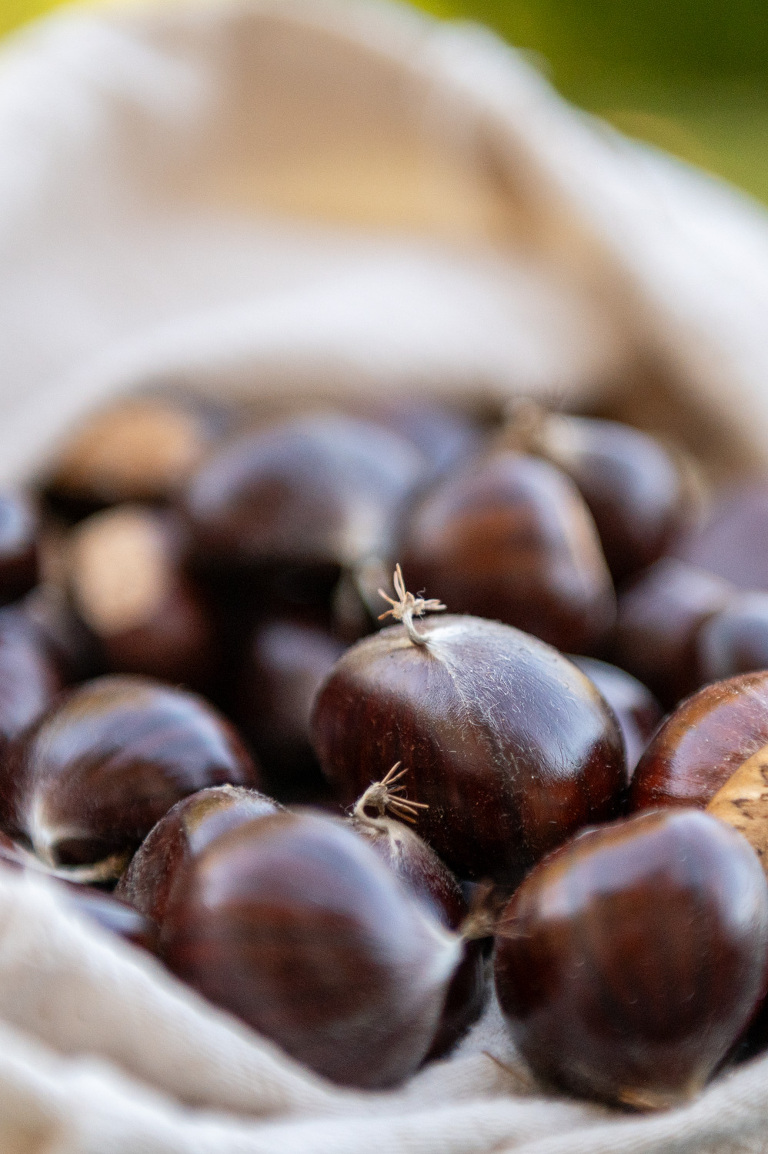 collection of fresh chestnuts gathered in a canvas bag