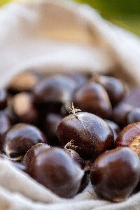collection of fresh chestnuts gathered in a canvas bag