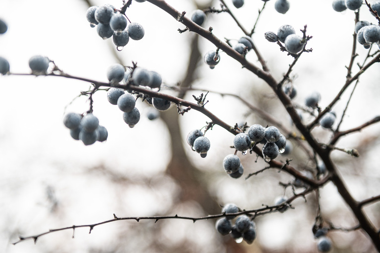 sloe berries hanging on a bare winter branch
