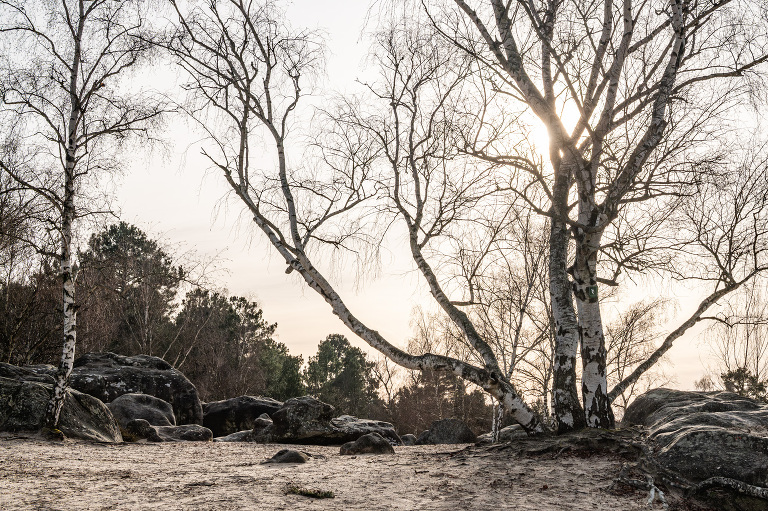 sunlight through the trees in the foret de fontainebleau